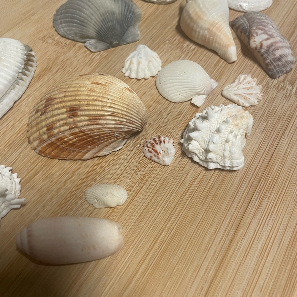 Assorted Seashell Collection - Picture 2 of 5